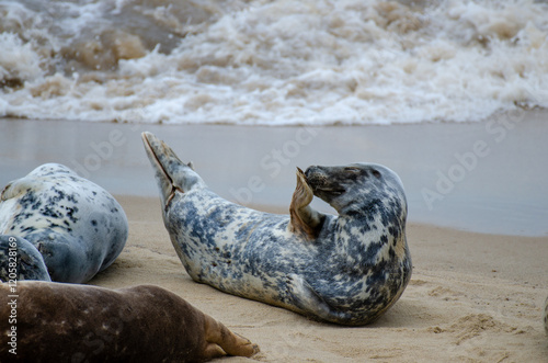 Seal Horsey Gap Seals Norwich
