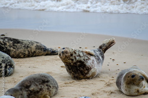 Seal Horsey Gap Seals Norwich