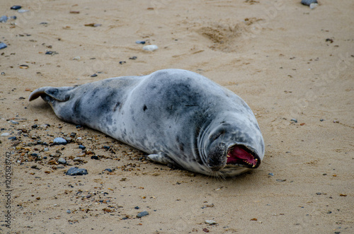 Seal Horsey Gap Seals Norwich