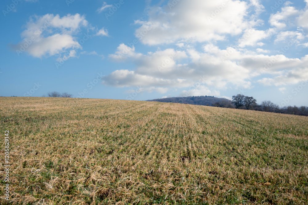 field and sky field and sky