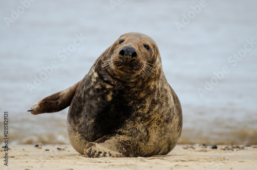 Seal Horsey Gap Seals Norwich