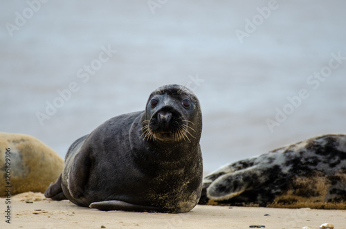 Seal Horsey Gap Seals Norwich