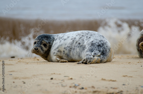 Seal Horsey Gap Seals Norwich