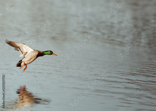 Mallard male duck flying in flight