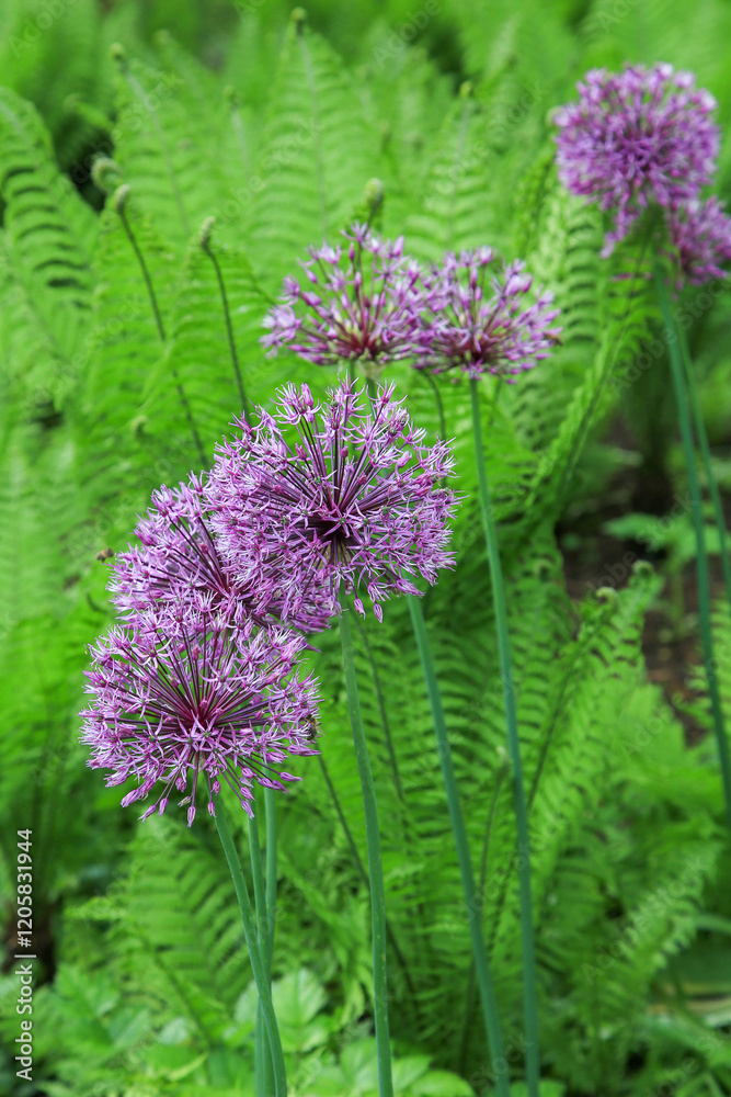 Obraz premium Allium und Farne