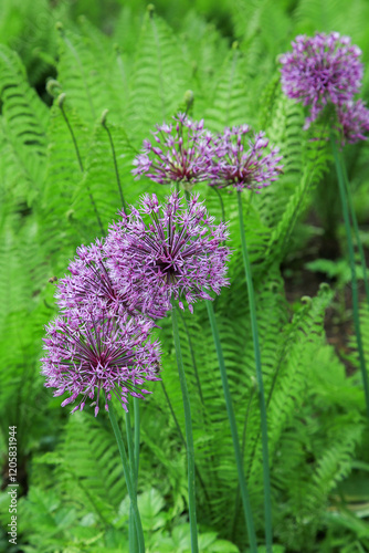Allium und Farne