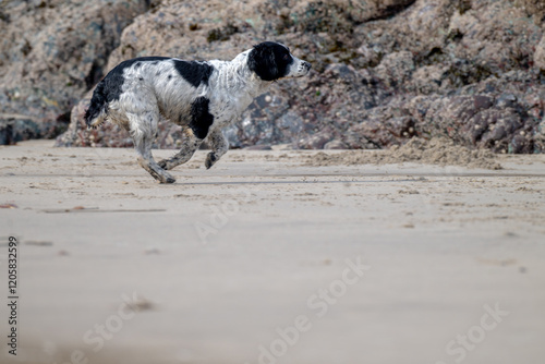 Spaniel on beach