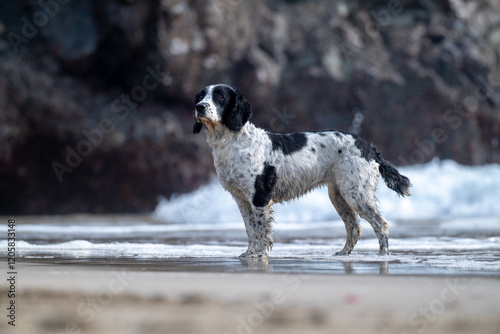 Spaniel on beach
