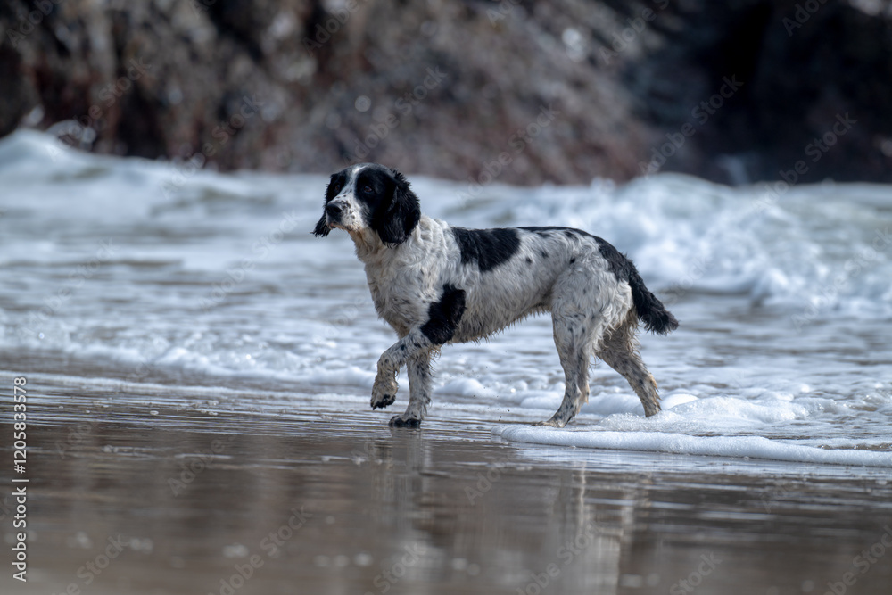 Spaniel on beach