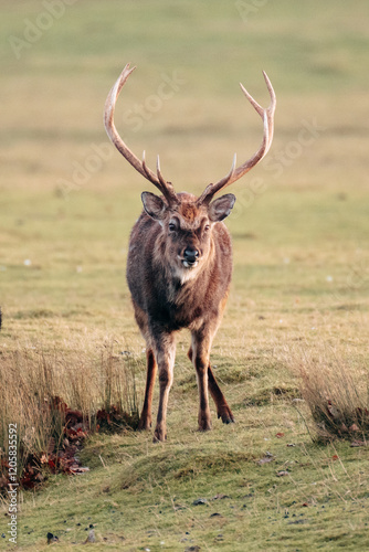 Deer red deer sika reindeer