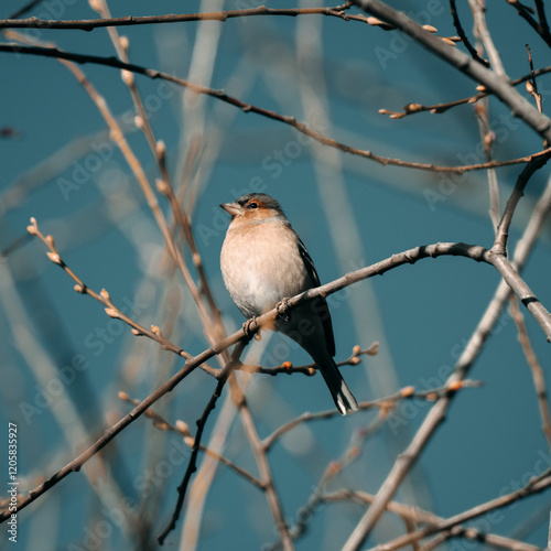 Eurasian Chaffinch
