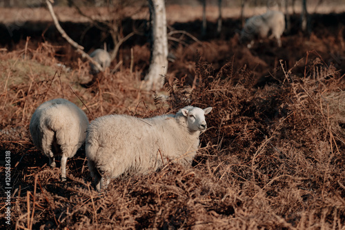 Sheep lamb conservation grazing 