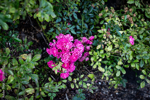 flowers in the garden