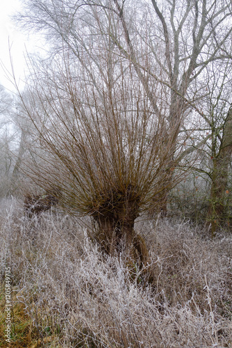 Wallpaper Mural Kopfweide im Winter Torontodigital.ca