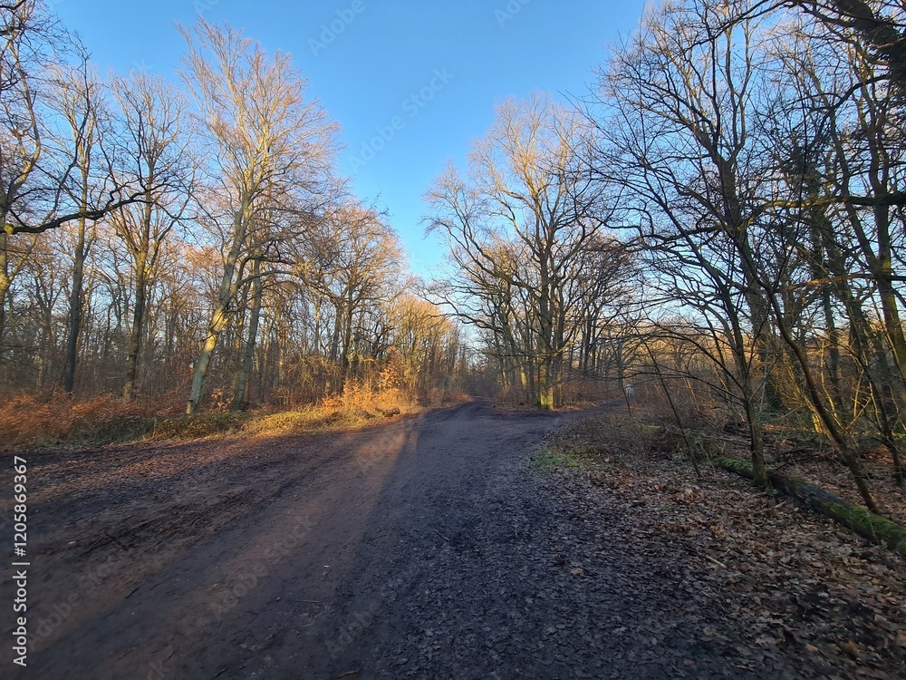 Fototapeta premium Wonderful Plänterwald Forest Landscape With Blue Sky In Winter (Berlin Treptow)