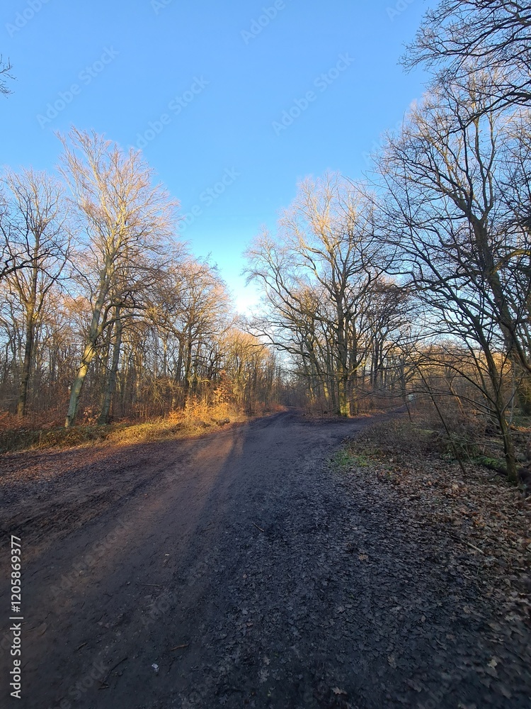 Wonderful Plänterwald Forest Landscape With Blue Sky In Winter (Berlin Treptow) Wonderful Plänterwald Forest Landscape With Blue Sky In Winter (Berlin Treptow)