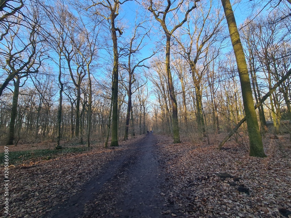 Wonderful Plänterwald Forest Landscape With Blue Sky In Winter (Berlin Treptow) Wonderful Plänterwald Forest Landscape With Blue Sky In Winter (Berlin Treptow)