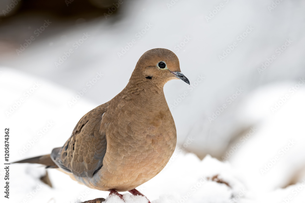 Mourning dove in a snow covered landscape. It is a member of the dove family Columbidae and is abundant in North America. Feathers are epidermal growths that form the outer plumage on birds. Mourning dove in a snow covered landscape. It is a member of the dove family Columbidae and is abundant in North America. Feathers are epidermal growths that form the outer plumage on birds.