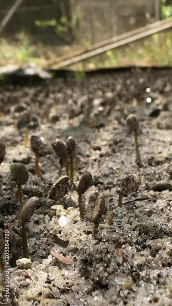 Sowing Arabica coffee seeds. View after 1.5 months after sowing. Sowing Arabica coffee seeds. View after 1.5 months after sowing.
