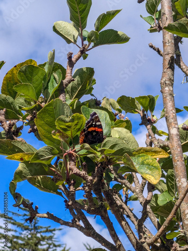 Butterfly sitting on appletree blue sky Background  photo