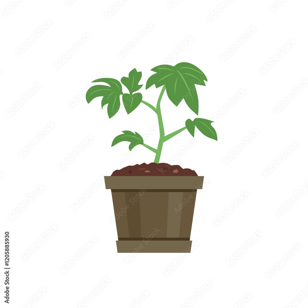Seedling of tomato plant in pot isolated on white background. Vector cartoon flat illustration. Gardening icon Seedling of tomato plant in pot isolated on white background. Vector cartoon flat illustration. Gardening icon