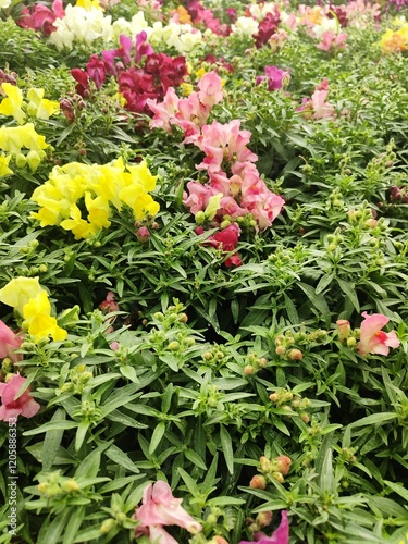 Snapdragon Montego Rose