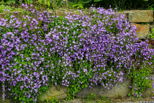 Trockenmauer mit Glockenblumen