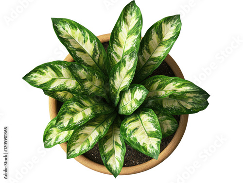  top view of an indoor potted plant on transparent background