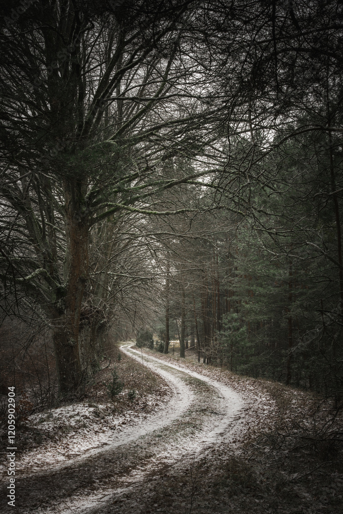 Winter road in the forest with trees in the background. Toned. Winter road in the forest with trees in the background. Toned.
