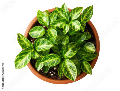  top view of an indoor potted plant on transparent  background