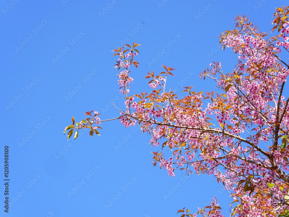 Wild Himalayan Cherry Flower or Sakura Thailand blooming blossom in PhuLomLo Loei Province, Phitsanulok Province, Thailand Wild Himalayan Cherry Flower or Sakura Thailand blooming blossom in PhuLomLo Loei Province, Phitsanulok Province, Thailand