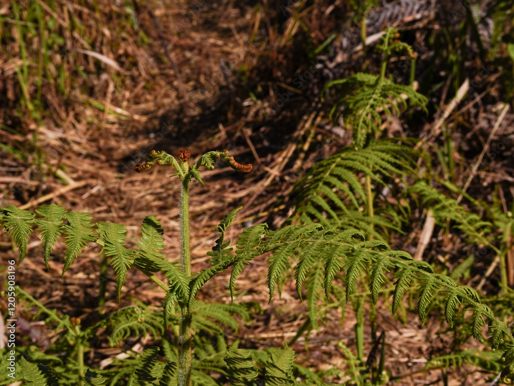 Close up of a fern in a forest in the spring. Close up of a fern in a forest in the spring.