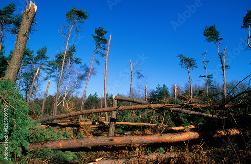 Foto arbres arrachés par une tempete