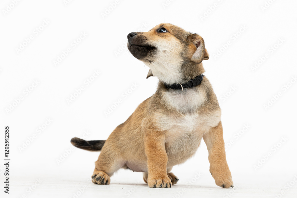 An Adorable and Playful Puppy on a Bright White Background That Captivates the Heart An Adorable and Playful Puppy on a Bright White Background That Captivates the Heart
