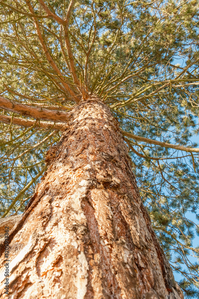 Fototapeta premium Pinus nigra austriaca Österreischische Schwarzkiefer Stamm