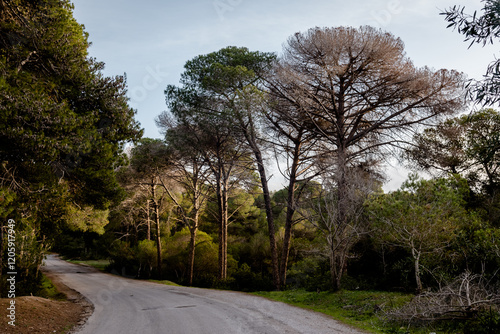 A magnificent view of a forest in the north of tunisia photo