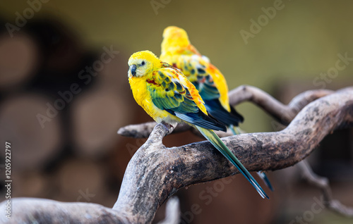 Pair of Playful Golden Rosella Parrots On A Tree Branch