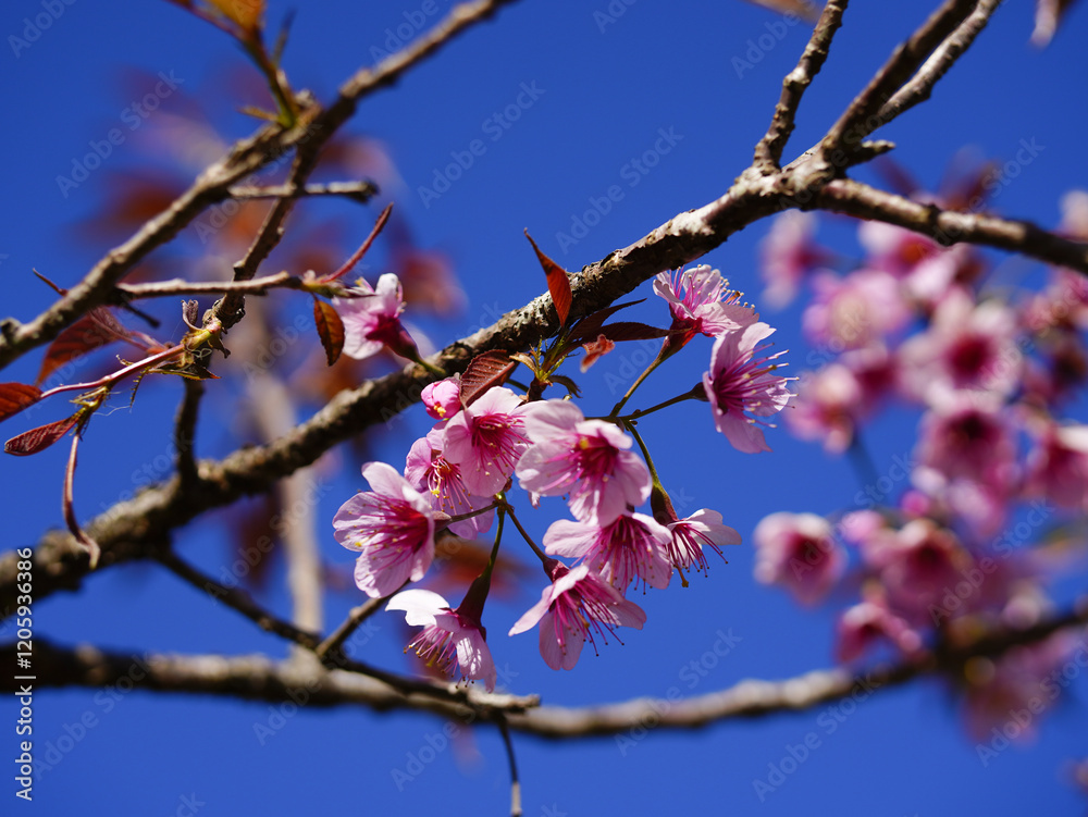 asia, blossom, plant, season, travel, tree, cover, horizontal, photography, tranquility, color image, full, hill, springtime, wallpaper, background, beautiful, bloom, chiang mai, forest, fresh, garden