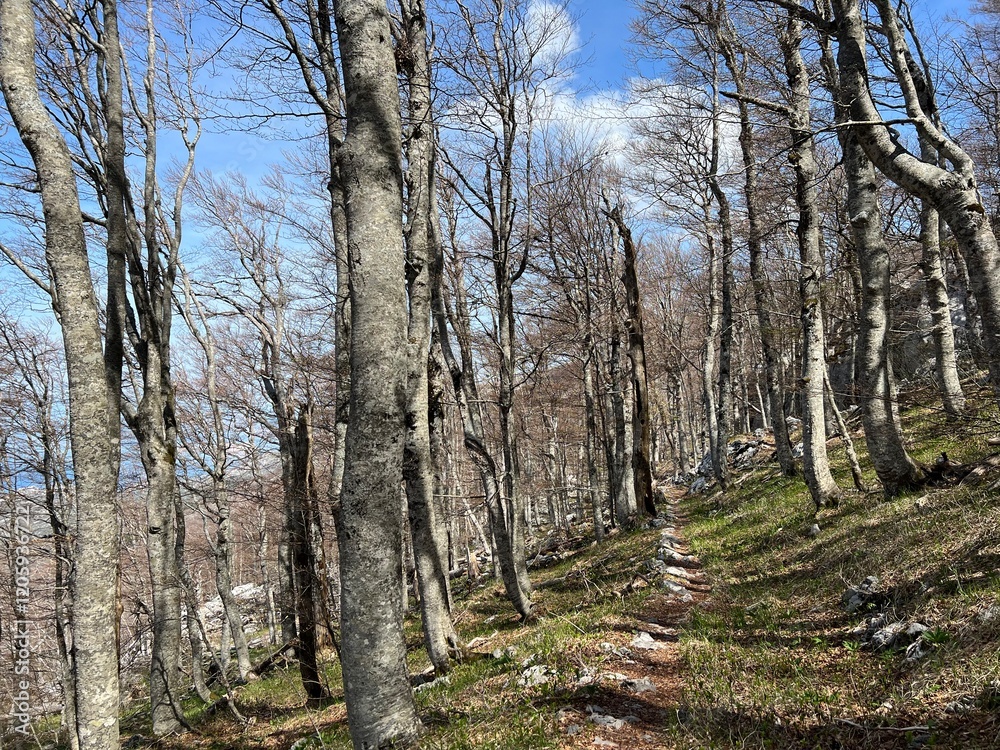 Obraz premium Premuzic hiking trail or Premuzic Trail - Northern Velebit National Park, Croatia or Premuzic-Wanderweg or Premuzic's Trail (Pješački planinarski put Premužićeva staza - NP Sjeverni Velebit)