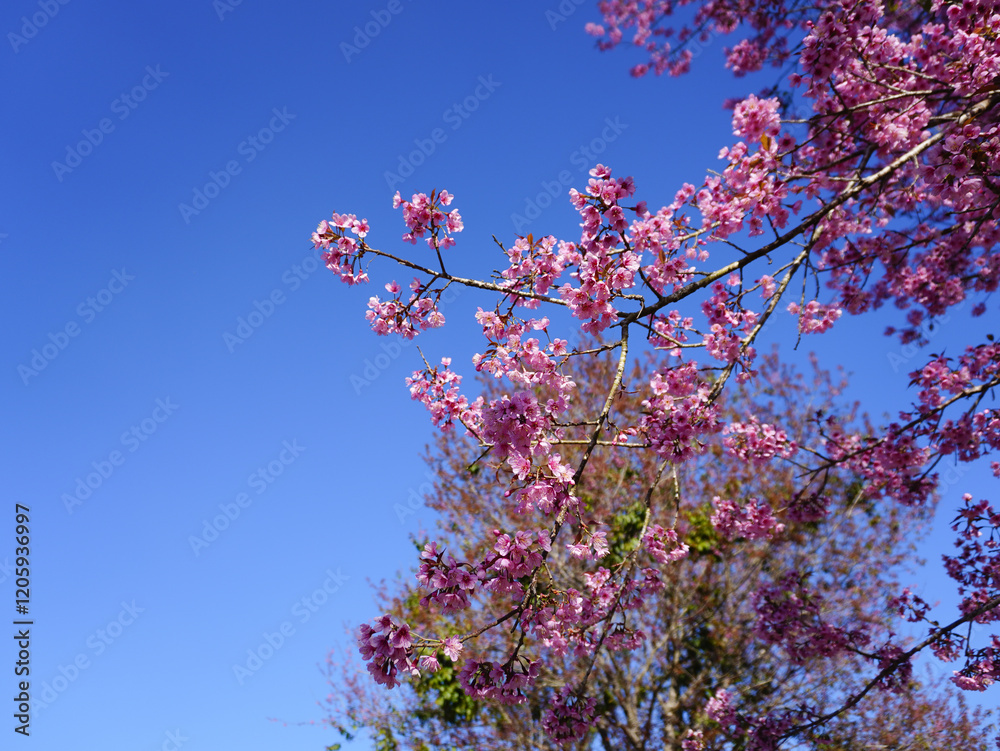 asia, blossom, plant, season, travel, tree, cover, horizontal, photography, tranquility, color image, full, hill, springtime, wallpaper, background, beautiful, bloom, chiang mai, forest, fresh, garden asia, blossom, plant, season, travel, tree, cover, horizontal, photography, tranquility, color image, full, hill, springtime, wallpaper, background, beautiful, bloom, chiang mai, forest, fresh, garden