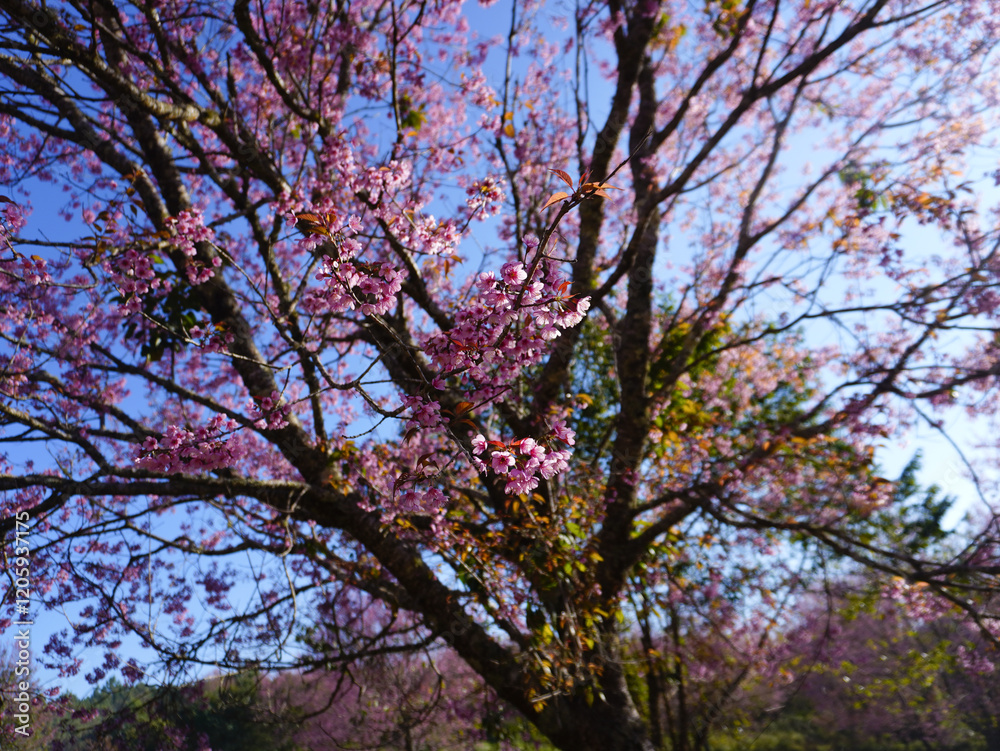 asia, blossom, plant, season, travel, tree, cover, horizontal, photography, tranquility, color image, full, hill, springtime, wallpaper, background, beautiful, bloom, chiang mai, forest, fresh, garden asia, blossom, plant, season, travel, tree, cover, horizontal, photography, tranquility, color image, full, hill, springtime, wallpaper, background, beautiful, bloom, chiang mai, forest, fresh, garden