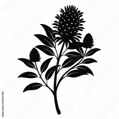 Silky Oak (Grevillea Robusta) Black Silhouette Vector on White Background