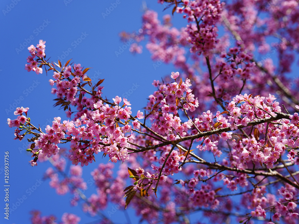 asia, blossom, plant, season, travel, tree, cover, horizontal, photography, tranquility, color image, full, hill, springtime, wallpaper, background, beautiful, bloom, chiang mai, forest, fresh, garden asia, blossom, plant, season, travel, tree, cover, horizontal, photography, tranquility, color image, full, hill, springtime, wallpaper, background, beautiful, bloom, chiang mai, forest, fresh, garden