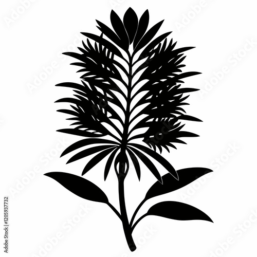 Silky Oak (Grevillea Robusta) Black Silhouette Vector on White Background