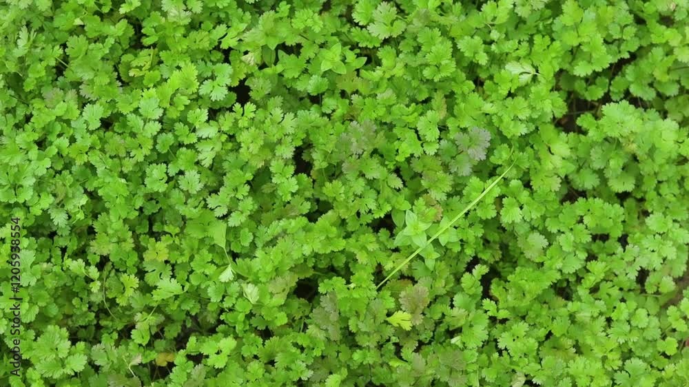 green coriander plants grown in a garden green coriander plants grown in a garden