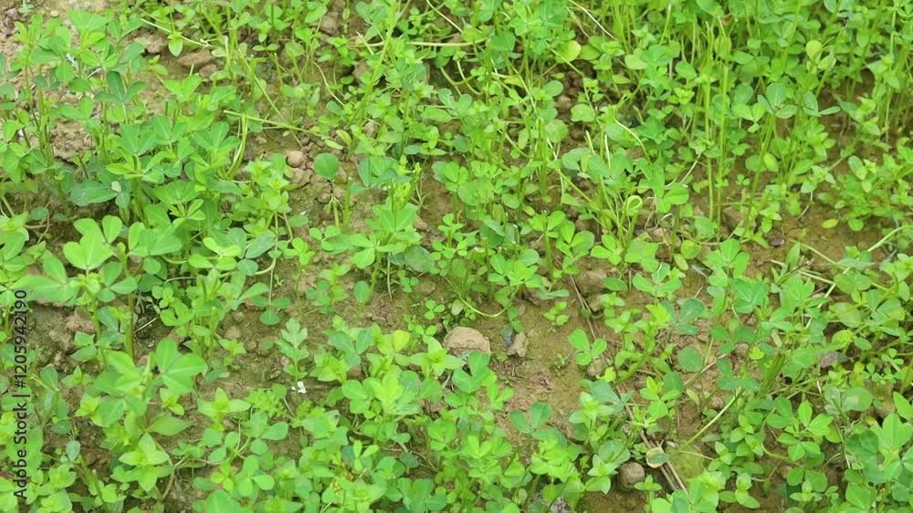 green coriander plants grown in a garden green coriander plants grown in a garden