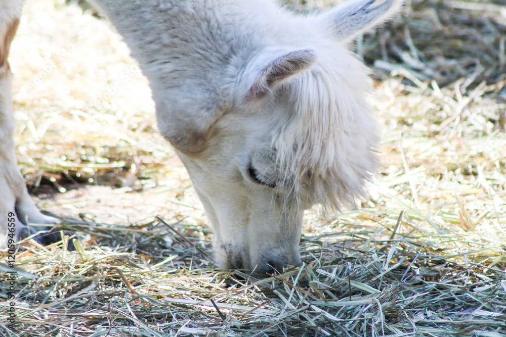 Alpaca eats grass white wool animal on farm. Portrait Alpaca eats grass white wool animal on farm. Portrait