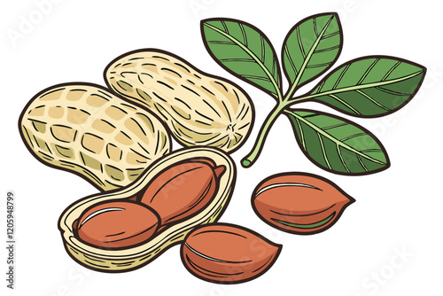 Adobe Illustrata Photorealistic peanuts, open peanut shells, raw peanuts, green peanut leaves, tan colored shells, red-brown peanut kernelor Artwork