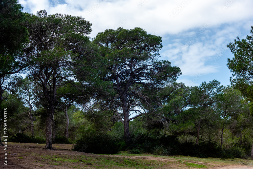 A magnificent view of a forest in the north of tunisia