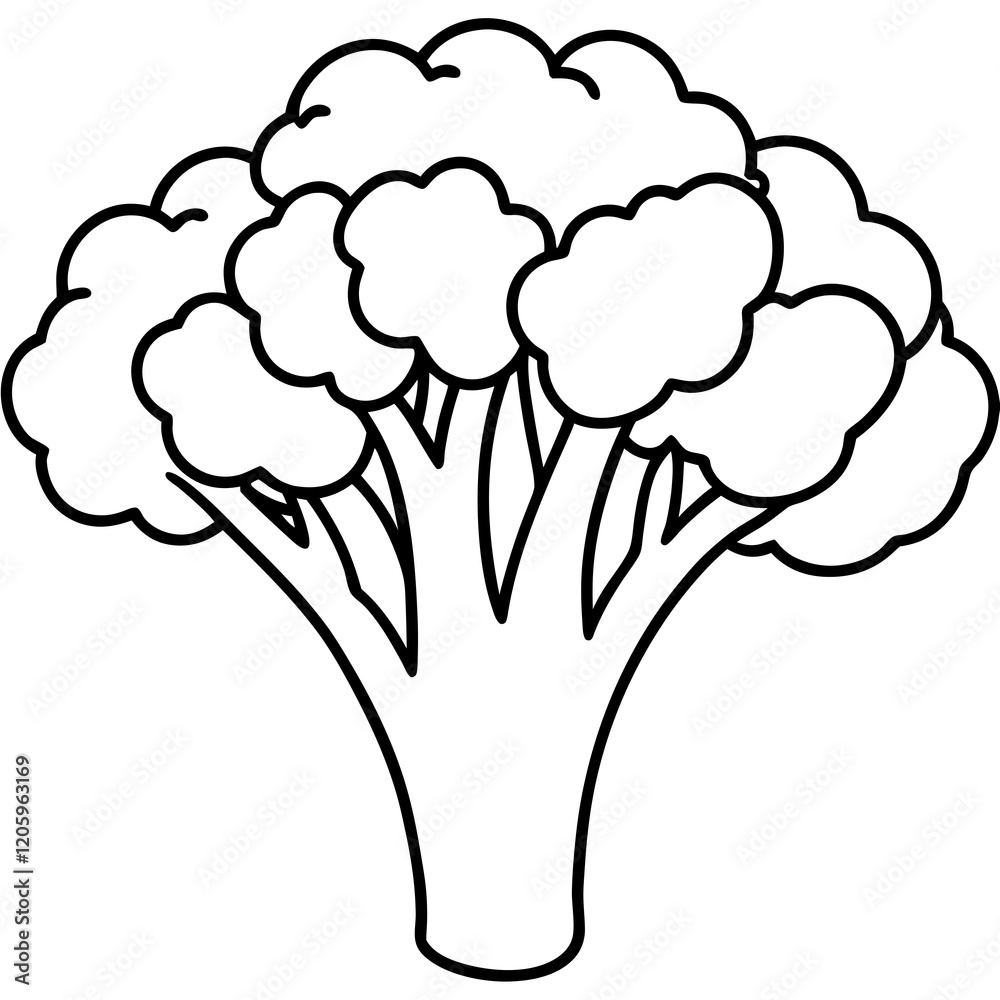 Fresh Broccoli Vector Illustration Fresh Broccoli Vector Illustration